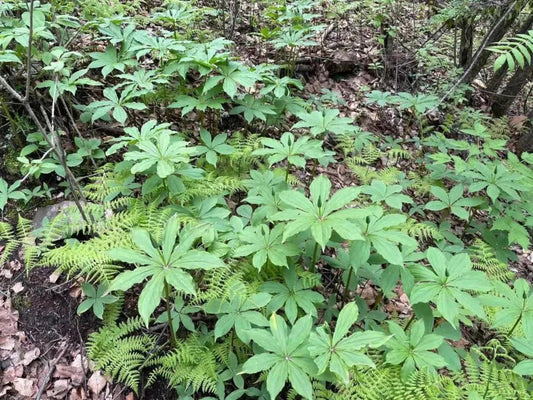 Inside the Goldenseal Project: How Butterflystears Redefines Herbal Gummies
