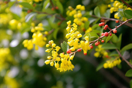 Creating Balance from Within: A Berberine Wellness Ritual