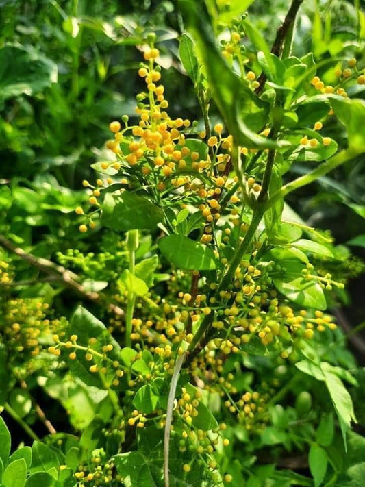 A Daily Berberine Ritual for Metabolic Balance and Gut Support