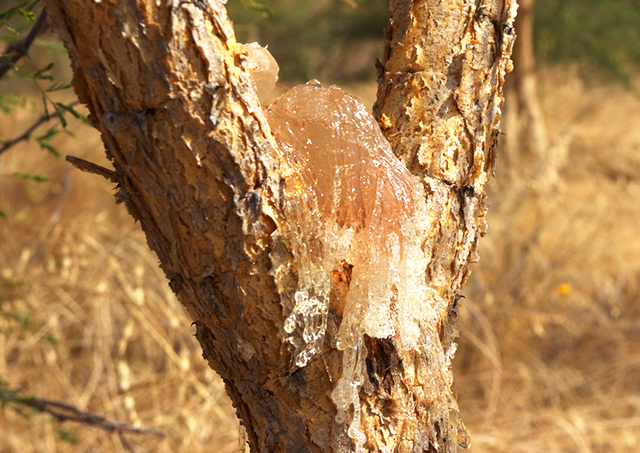 Acacia