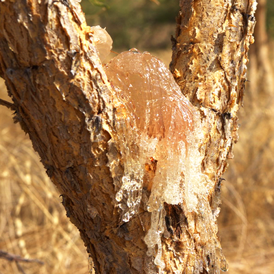 Acacia