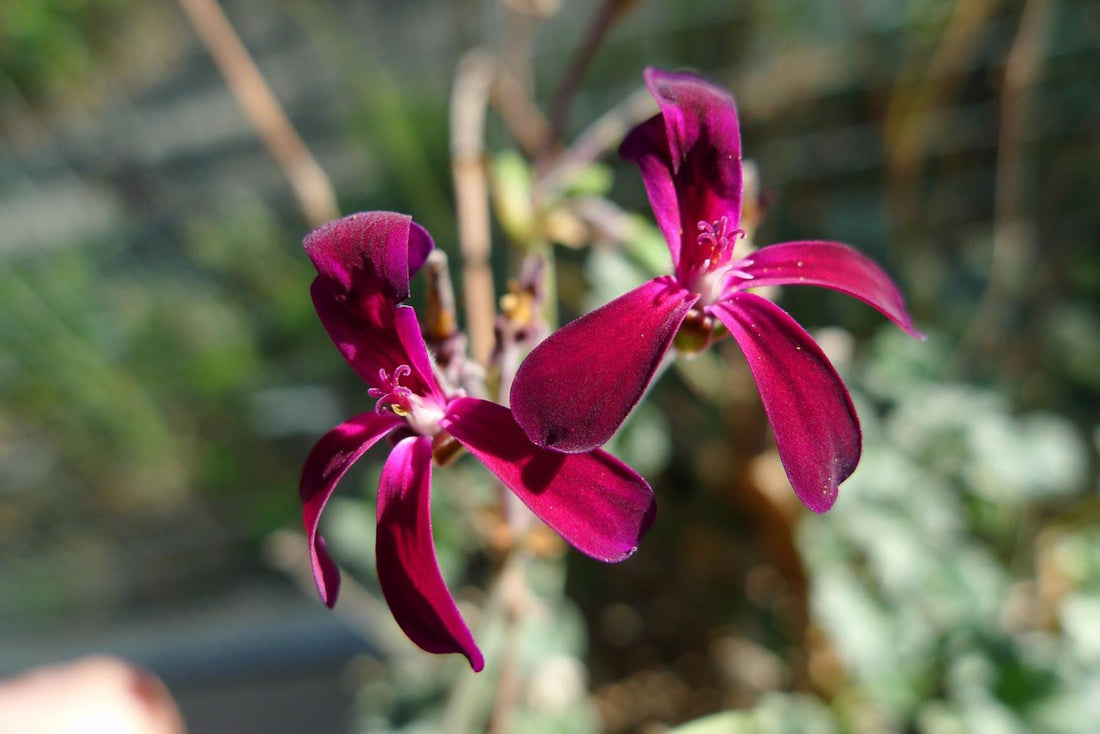 African Geranium