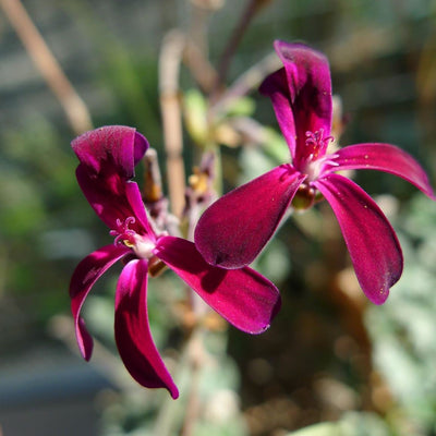 African Geranium