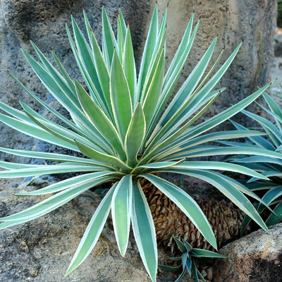 Agave
