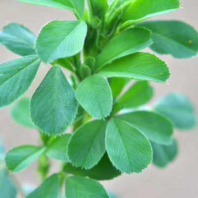 Alfalfa