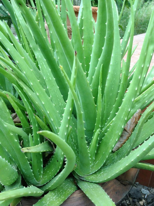 Aloe
