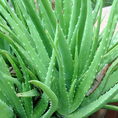 Aloe