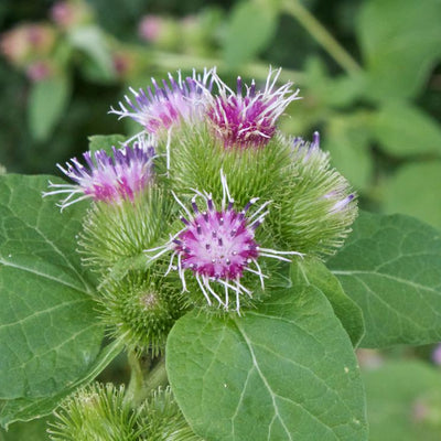Burdock