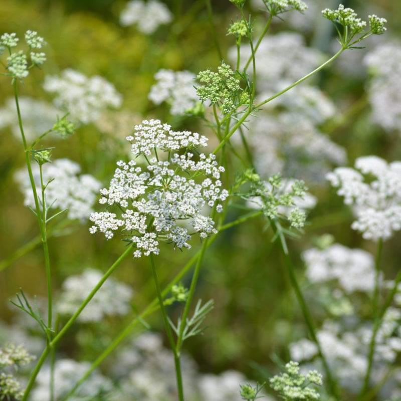 Cumin